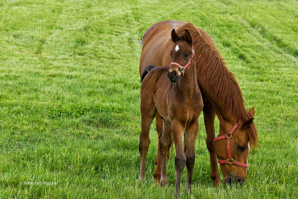 Stars of the Bluegrass